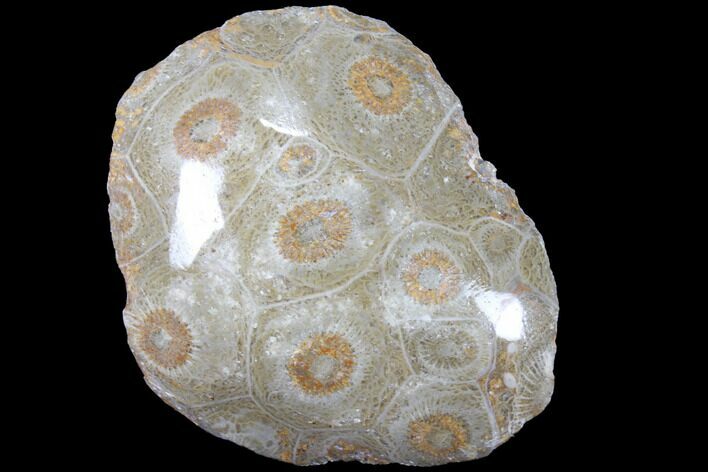 Polished Fossil Coral (Actinocyathus) - Morocco #85019